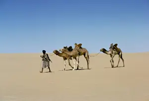 Step Prints: Part of escort to camel train in Empty quarter of Mauritania-Mali, Africa