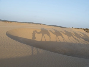 Sand Dune Prints: Essaouira beach camel shadows, Morocco, North Africa, Africa