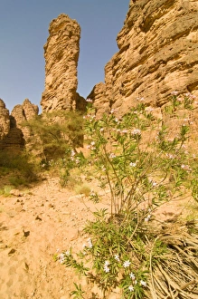 Algeria Prints: Essendilene Gorge, near Djanet, Southern Algeria, North Africa, Africa