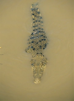 Amphibians Prints: Estuarine crocodile in the Adelaide River, Northern Territory, Australia, Pacific