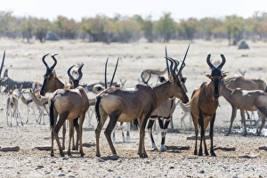Antelope Prints: Etosha National Park, Namibia, Africa