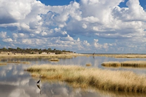 Etosha Pan after rains, Etosha National Park, Namibia, Africa