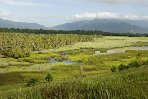 Queens Land Prints: Eubenangee Swamp, Babinda, Queensland, Australia, Pacific