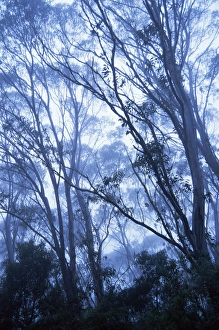 Eucalyptus Prints: Eucalypts, New England National Park, New South Wales, Australia, Pacific