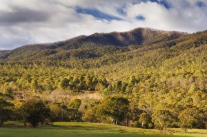 Eucalyptus Prints: Eucalyptus forest, Kosciuszko National Park, New South Wales, Australia, Pacific