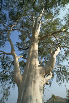 Deo Garh Prints: Eucalyptus tree