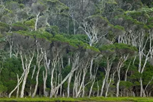Eucalyptus Prints: Eucalyptus trees, Wilsons Promontory National Park, Victoria, Australia, Pacific