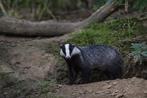 Badger Prints: Eurasian Badger (Meles meles) adult, standing beside sett entrance