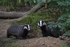 Eurasian Badger (Meles meles) adult, pair standing beside each other