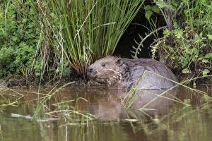 Eurasian beaver (Castor fiber), captive in breeding programme, United Kingdom, Europe