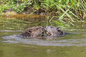 Face To Face Prints: Eurasian beavers (Castor fiber), captive in breeding programme, United Kingdom, Europe