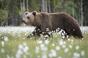 Eurasian brown bear (Ursus arctos arctos) in swamp filled with flowering cotton grass (Eriophorum angustifolium), Finland, Europe