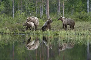 Coniferous Tree Prints: Eurasian brown bear (Ursus arctos arctos) and cubs, Kuhmo, Finland, Europe