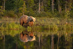 Coniferous Tree Prints: Eurasian brown bear (Ursus arctos arctos) in evening sunlight, reflected in lake, Kuhmo