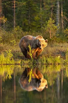 Eurasian brown bear (Ursus arctos arctos) in evening sunlight, reflected in lake, Kuhmo