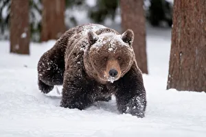 Wintry Prints: Eurasian brown bear (Ursus arctos arctos) female
