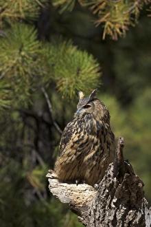 Eagle Owls Prints: Eurasian eagle-owl (Bubo bubo)