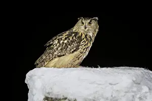 Wintry Prints: Eurasian eagle owl (Bubo bubo) on snow covered tree stump, Finland, Europe