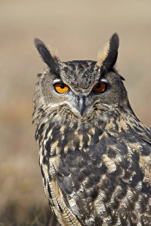 Eagle Owls Prints: Eurasian eagle owl (Bubu bubo) in captivity
