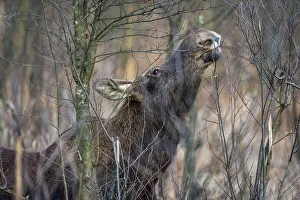 Swamp Prints: Eurasian elk (Alces alces), feeding in swamp, Biebrza National Park, Poland, Europe