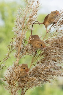 Eurasian harvest mouse (Micromys minutus), Devon, England, United Kingdom, Europe