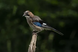Slovenia Prints: Eurasian jay (Garrulus glandarius), Notranjska Regional Park, Slovenia, Europe