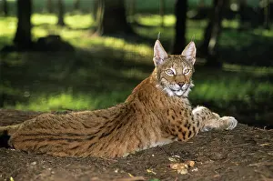 Relax Prints: Eurasian lynx, lynx lynx, wildlife park of Sainte-Croix