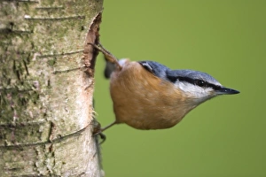 Eurasian Nuthatch