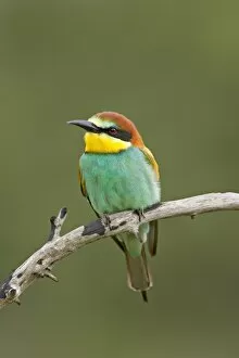 Images Dated 18th March 2007: European bee-eater or golden-backed bee-eater (Merops apiaster), Kruger National Park