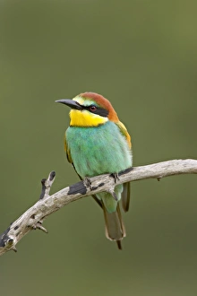Images Dated 18th March 2007: European bee-eater or golden-backed bee-eater (Merops apiaster), Kruger National Park