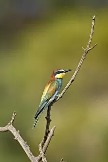 European bee-eater (golden-backed bee-eater) (Merops apiaster), Pilanesberg National Park