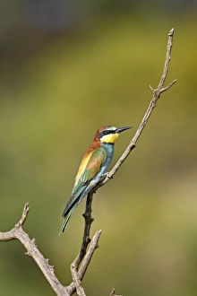 Images Dated 22nd February 2007: European bee-eater (golden-backed bee-eater) (Merops apiaster), Pilanesberg National Park