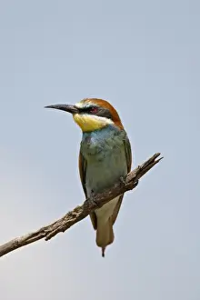 European bee-eater (golden-backed bee-eater) (Merops apiaster), Masai Mara National Reserve