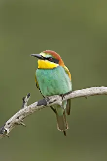 European bee-eater or golden-backed bee-eater (Merops apiaster), Kruger National Park
