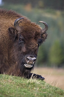 Bison Prints: European bison