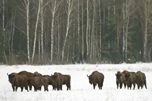 European bison (Bison bonasus) herd walking on snow covered field in February, Bialowieza