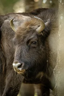 Horned Prints: European Bison, Dambovita Valley, Arges County, Muntenia, Romania, Europe