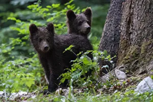 Slovenia Prints: European brown bear cubs (Ursus arctos), Notranjska forest, Slovenia, Europe