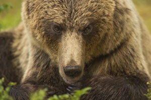 Lying On Front Prints: European brown bear head portrait, Finland, Scandinavia, Europe