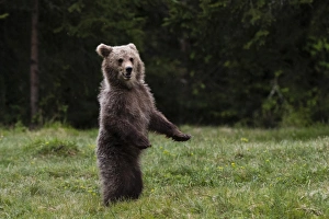 Mouth Open Prints: European brown bear (Ursus arctos), Slovenia, Europe