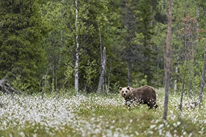 Cotton Grass Prints: European Brown Bear (Ursus arctos arctos) adult