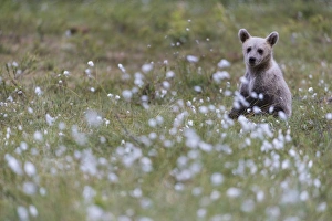 Alertness Prints: European Brown Bear (Ursus arctos arctos) cub, sitting on cotton grass filled taiga swamp