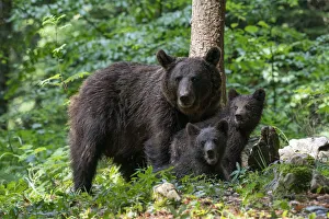 Three Animals Prints: European brown bear (Ursus arctos) and cubs, Notranjska forest, Slovenia, Europe