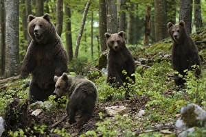 Four Animals Prints: European brown bears (Ursus arctos) and cubs, Slovenia, Europe