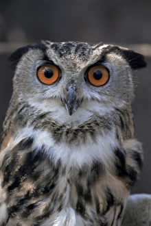 One Bird Only Prints: European eagle owl (Bubo Bubo), New Forest Owl Sanctuary, England, United Kingdom, Europe