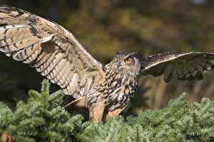 One Bird Only Prints: European eagle owl, Bubo bubo, female, captive, World Owl Trust, Muncaster Castle