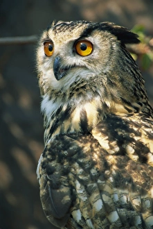 Looking To Side Prints: European eagle owl, New Forest Owl Sanctuary, Ringwood, Hampshire, England
