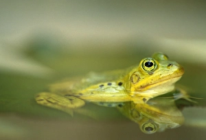 European Edible Frog