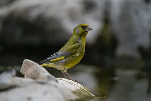 Slovenia Prints: European greenfinch (Chloris chloris), Notranjska Regional Park, Slovenia, Europe
