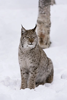 Pointed Prints: European Lynx (Lynx lynx), Polar Park, Norway, Troms, Norway, Scandinavia, Europe